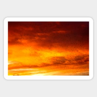 Sunset Starling Murmuration Sticker